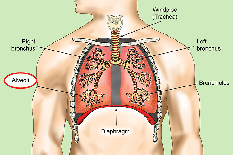 Position of alveolus in the lungs